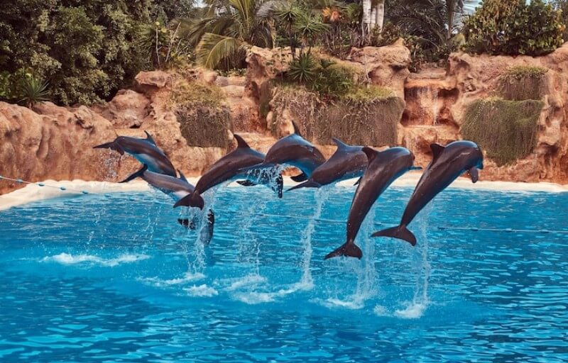 Cabo Dolphins