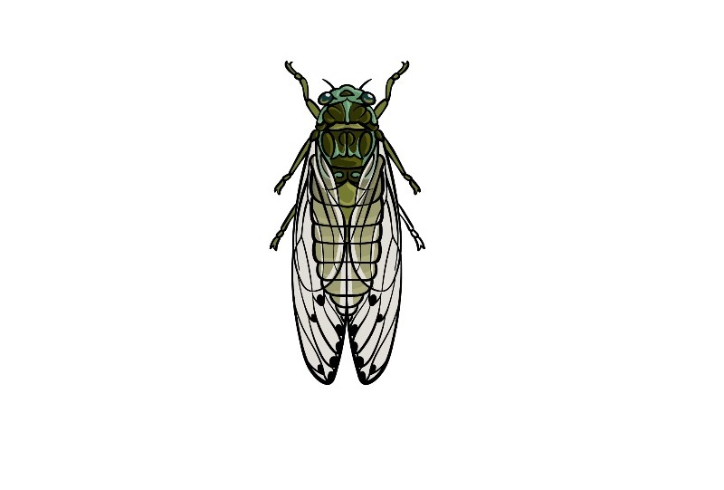 Draw the Cicada