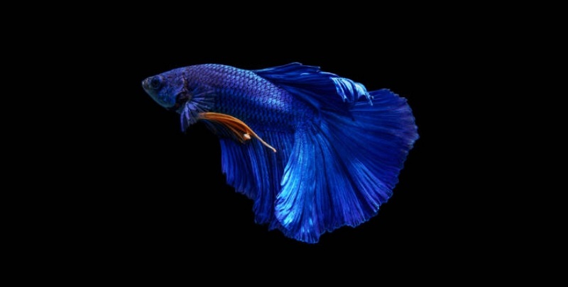 Change Color of Betta Fish